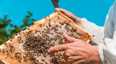 Профессия пчеловода: где и как учиться на нее с нуля?