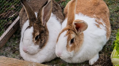 Профессия кроликовода: где и как учиться на нее с нуля?