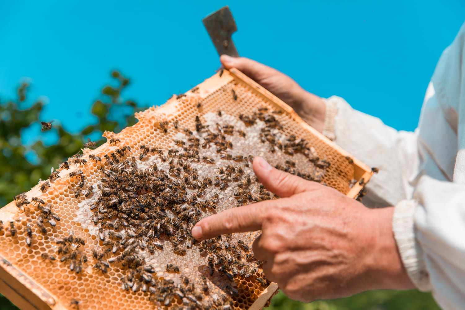 Профессия пчеловода: где и как учиться на нее с нуля?