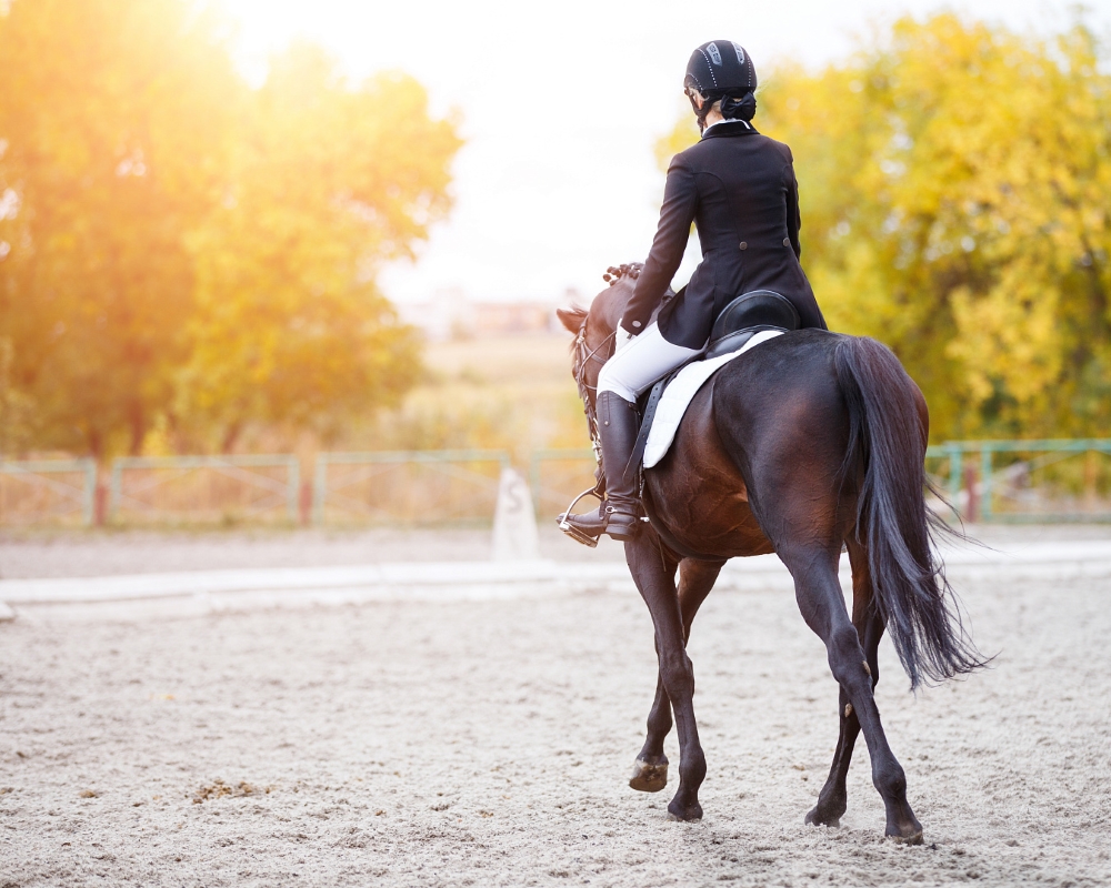 Что нужно знать о конном спорте