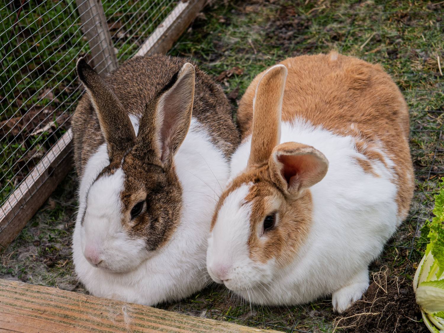 Профессия кроликовода: где и как учиться на нее с нуля?