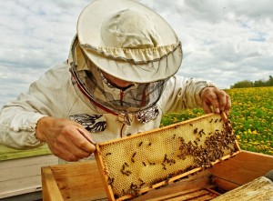 Международная научно-практическая конференция-форум «Пчела и человек»